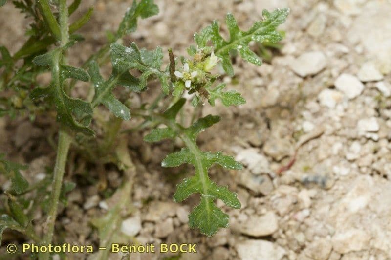 Erucastrum supinum 5