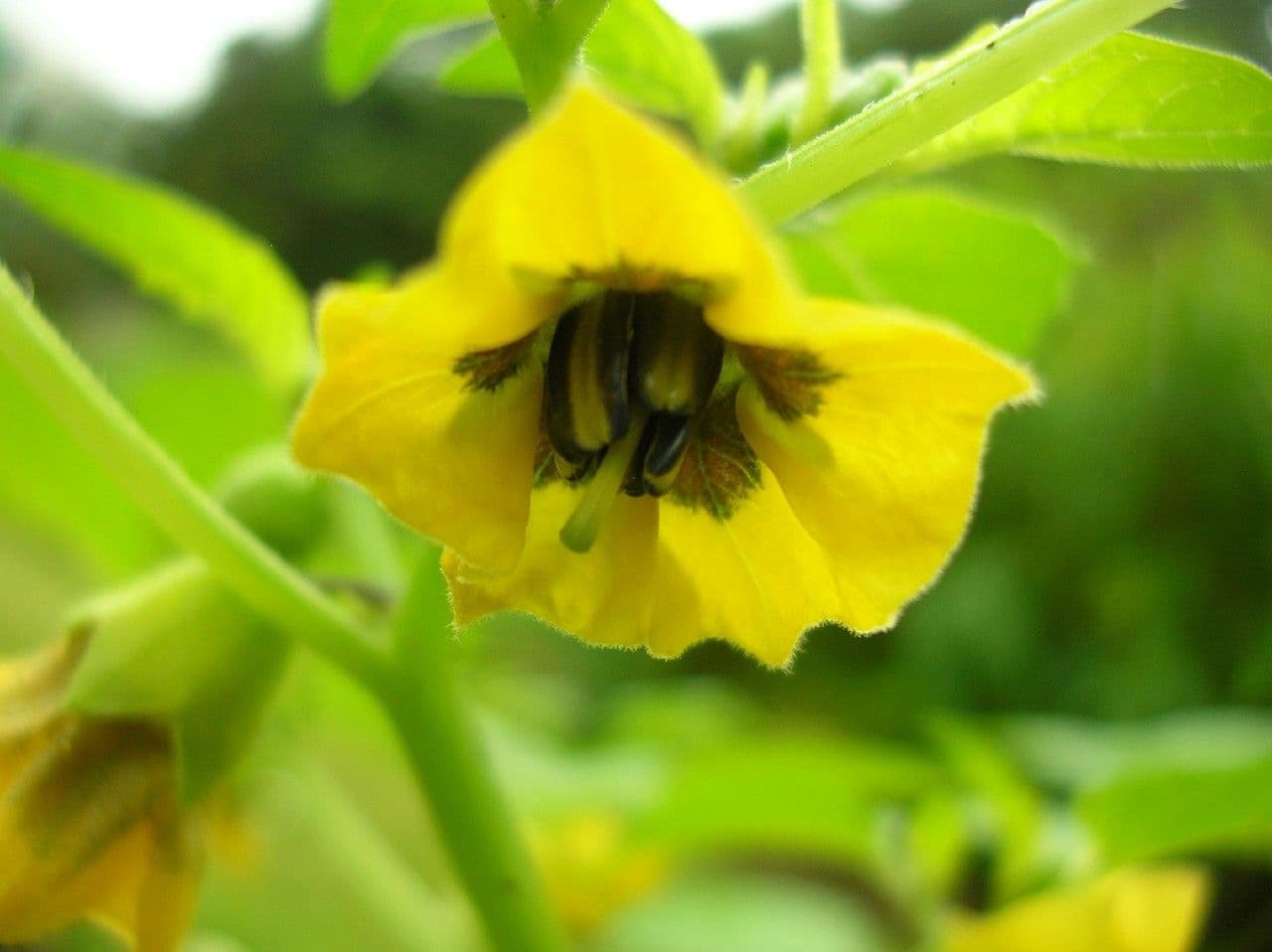 Moruše physalis 8