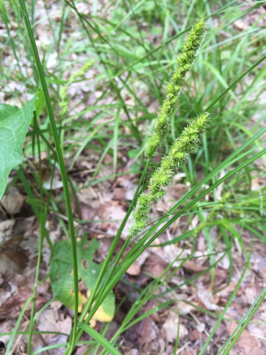 Carex vulpinoidea 12