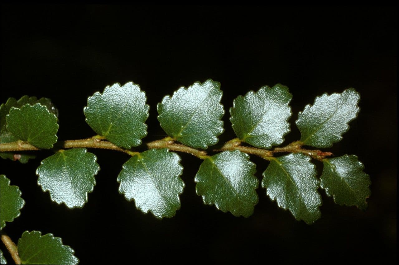 Silberbuche 8