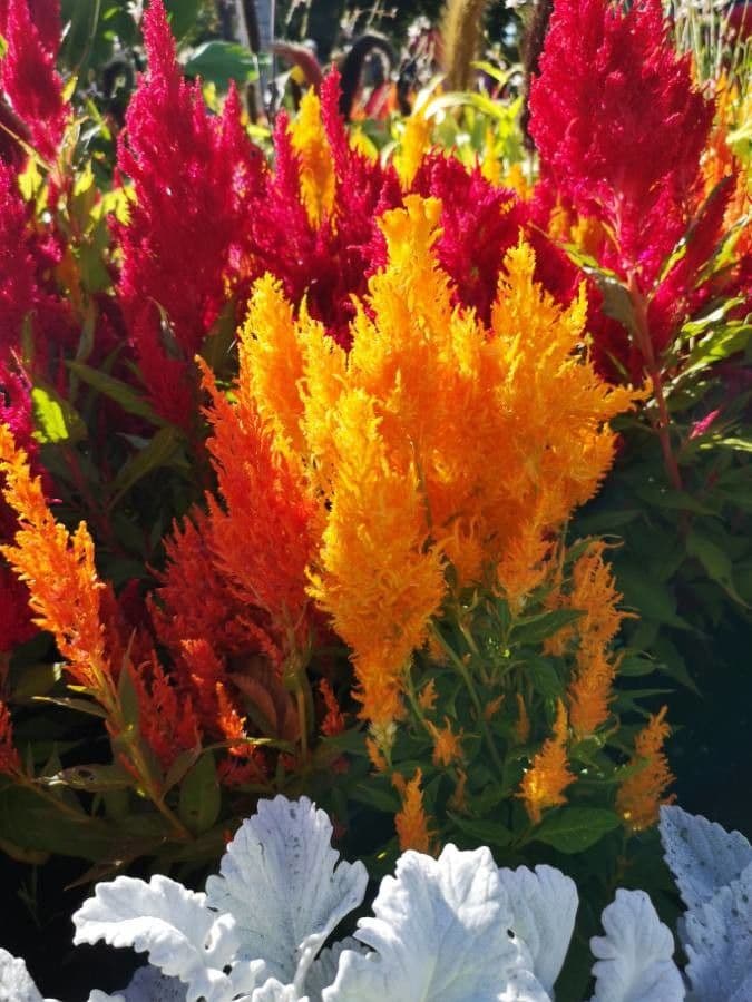 Celosia argentea 15