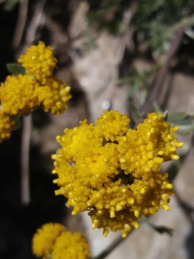 Artemisia glaciale 2