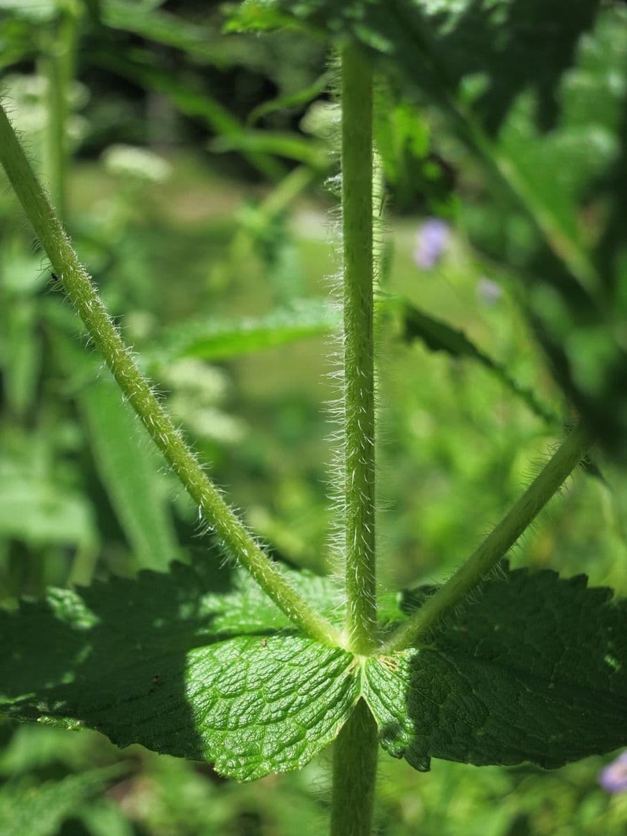 Eupatorio 22