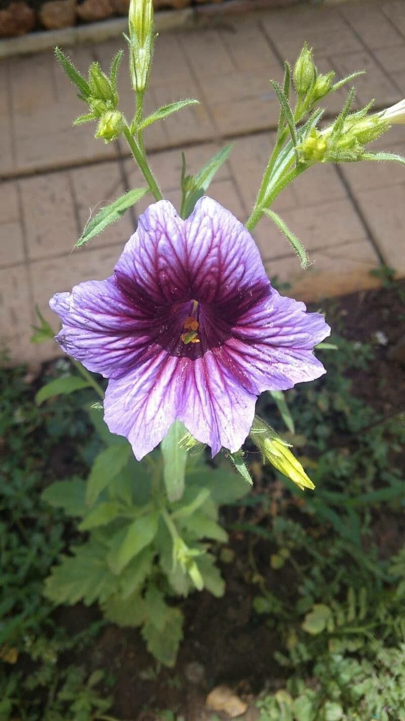 Salpiglossis 4