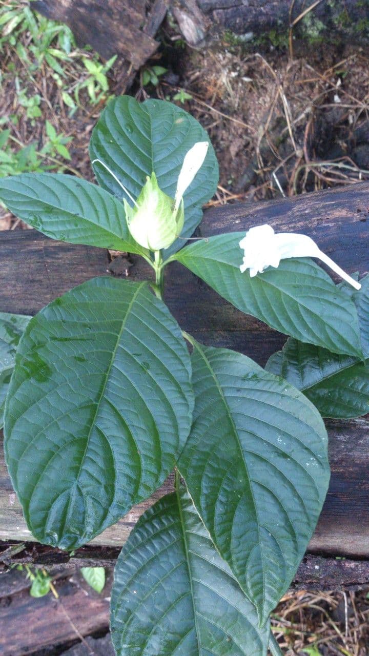 Ruellia