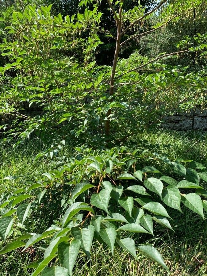 Styrax japonicus 13