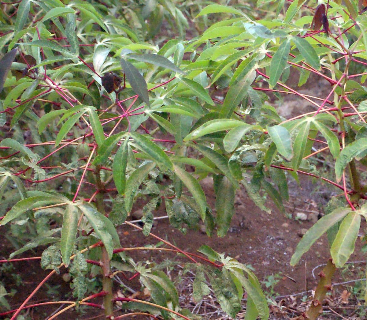 Zanthoxylum 7