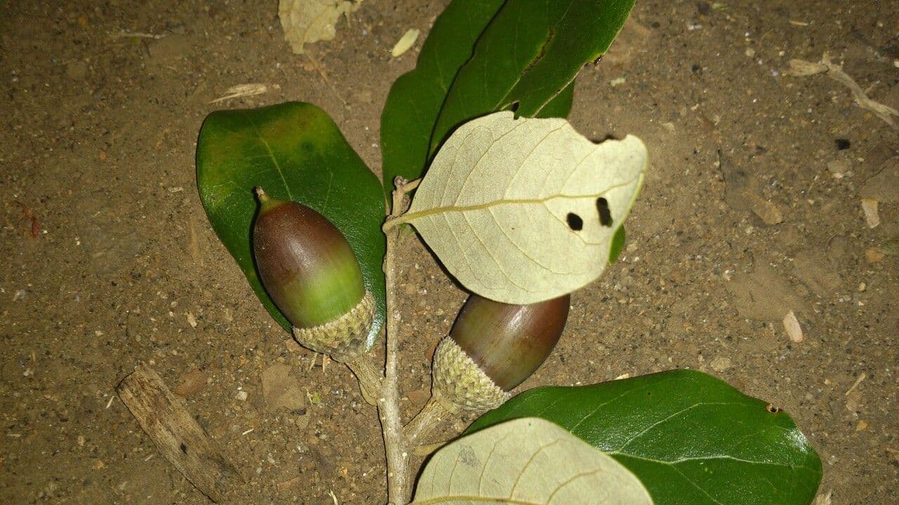 Quercia 5