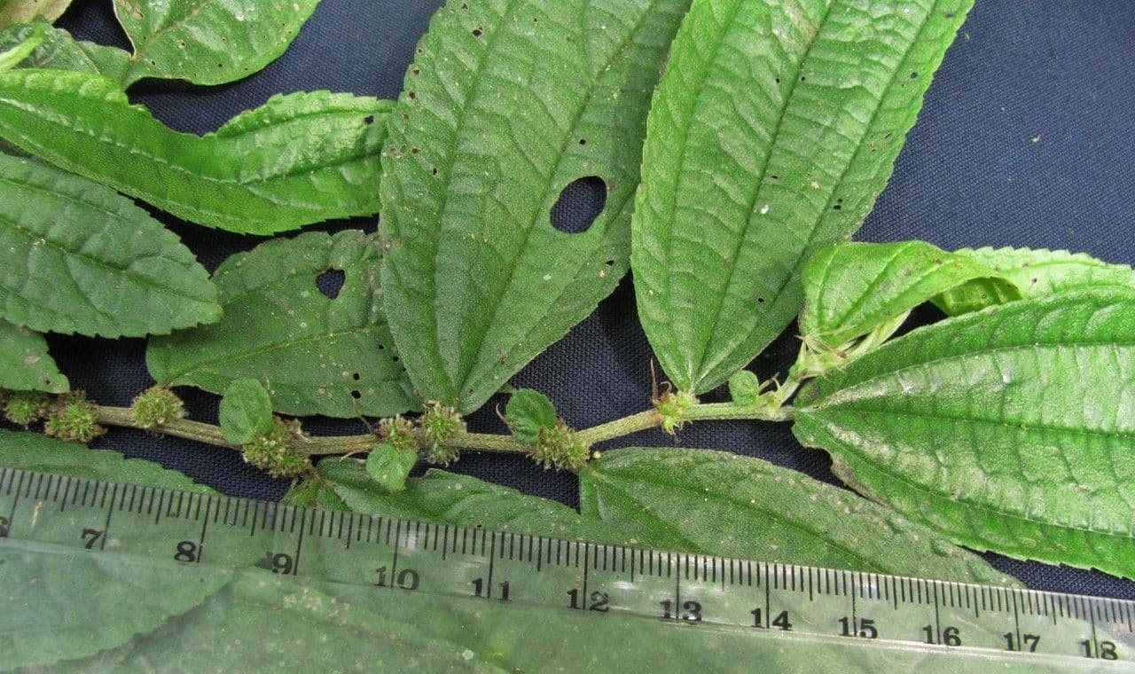 Boehmeria à feuilles d'orme 9