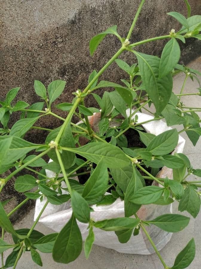 Alternanthera sessilis 3