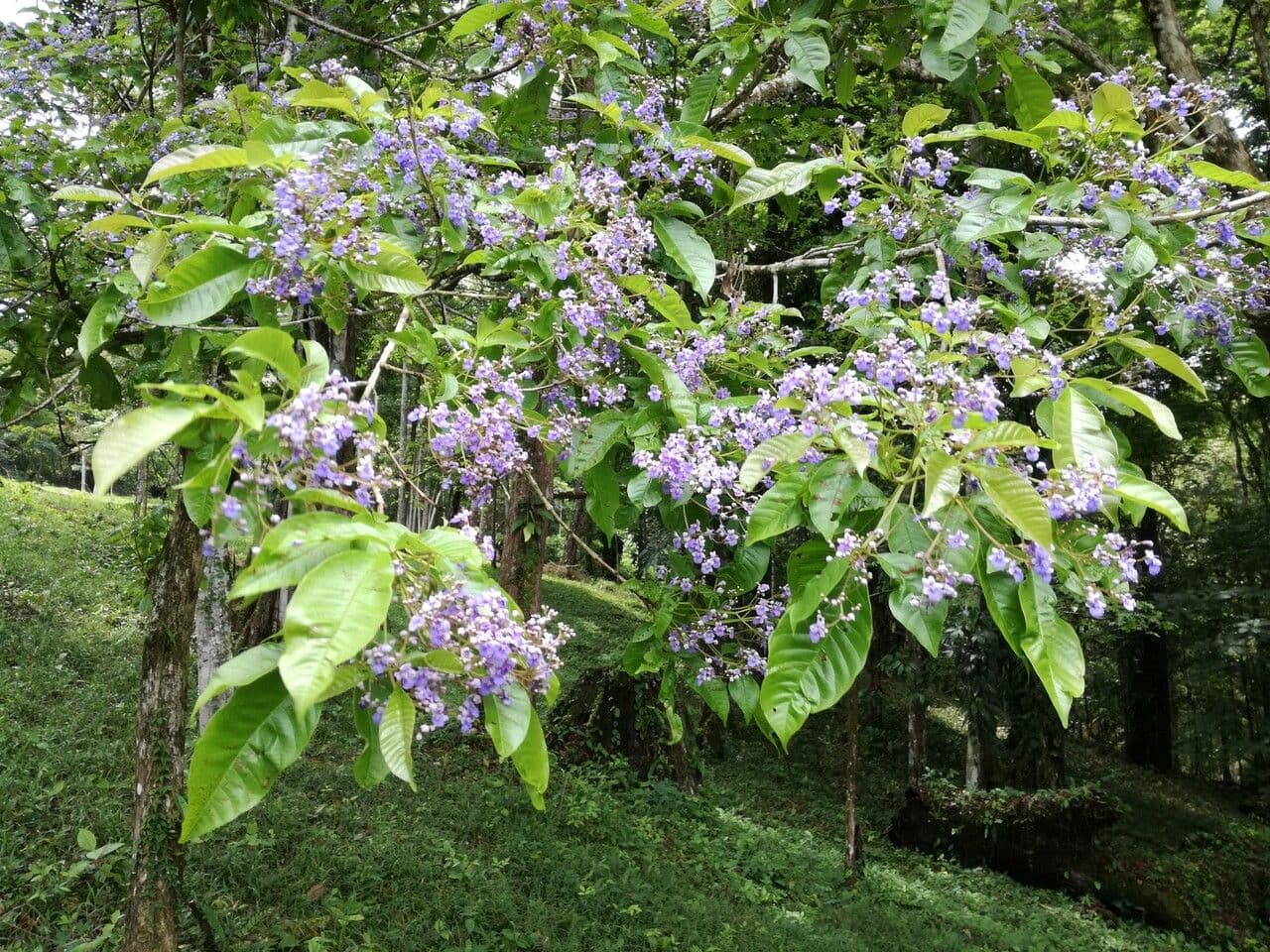 Vitex 8