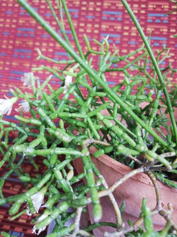 Cactus corail 21