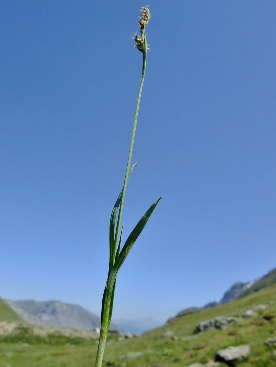 Carice panicea 12