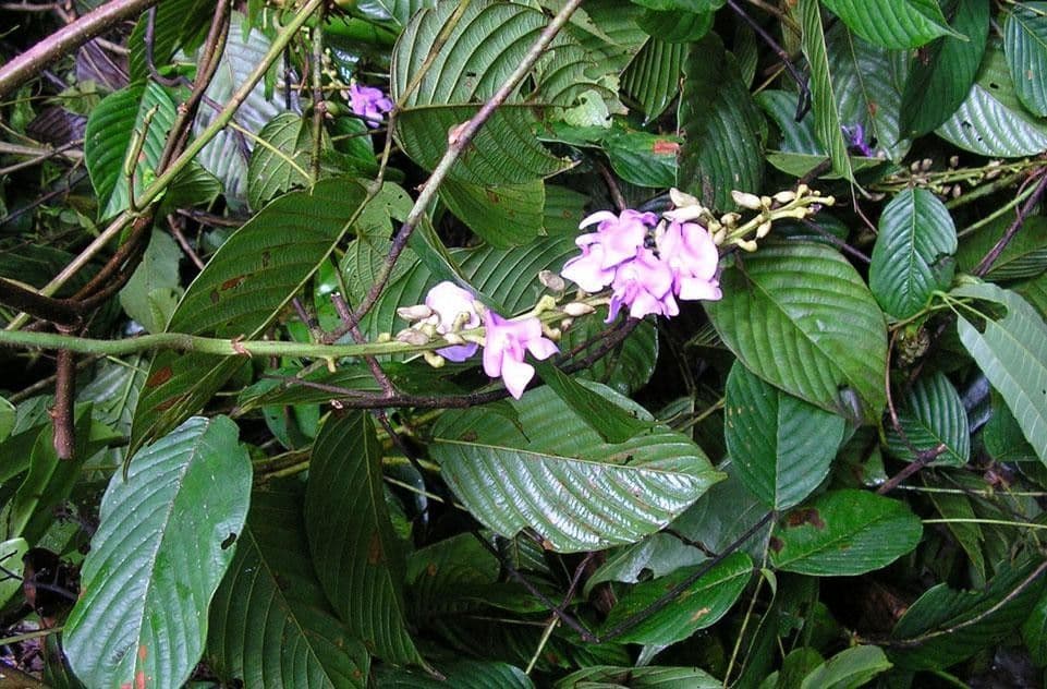 Macropsychanthus 20