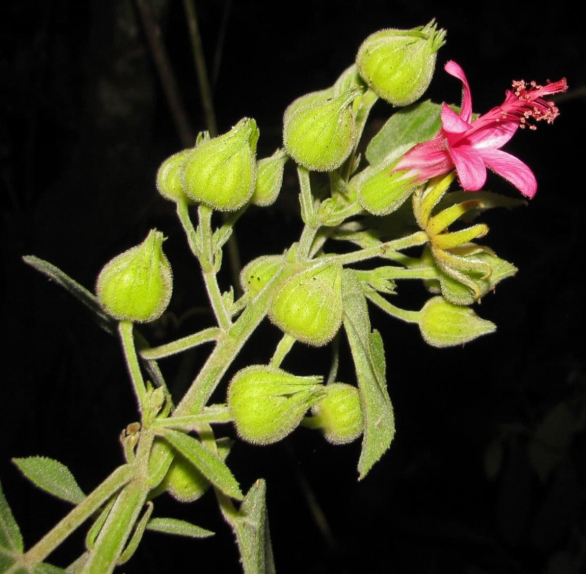 Pavonia 6