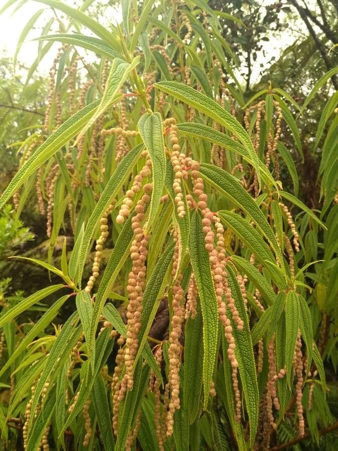 Ortica falsa pendula 5