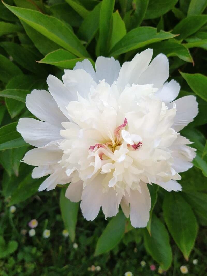 Peonia 25