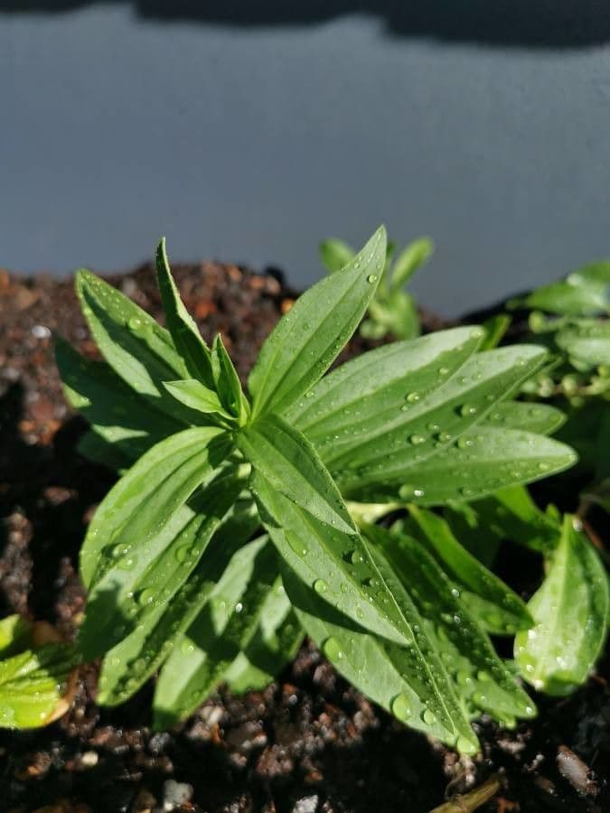 Saponaria comune 27
