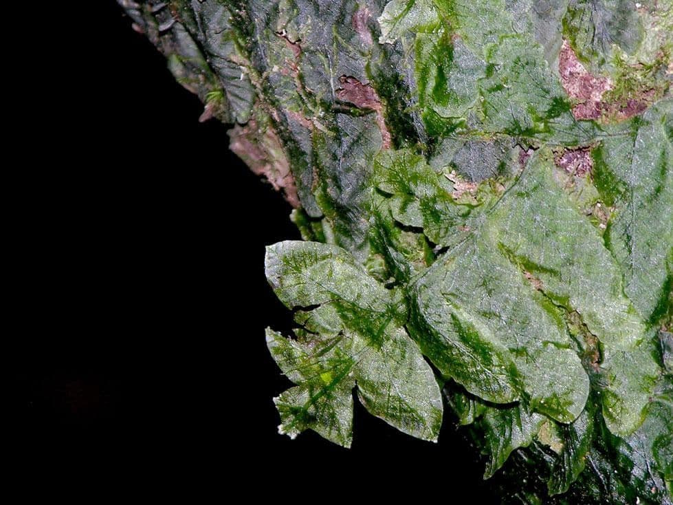 Trichomanes 2