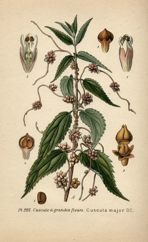 Cuscuta 27
