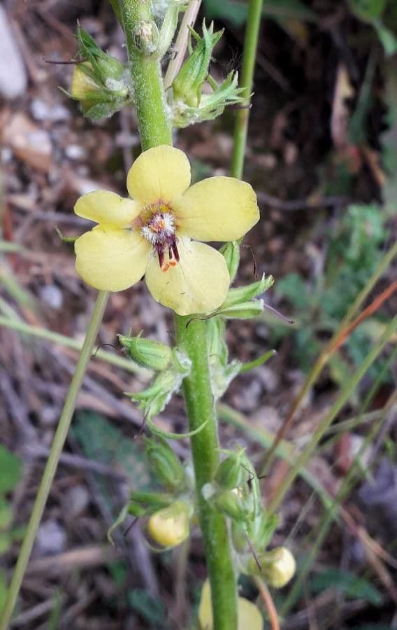 Verbasco blattaria 6