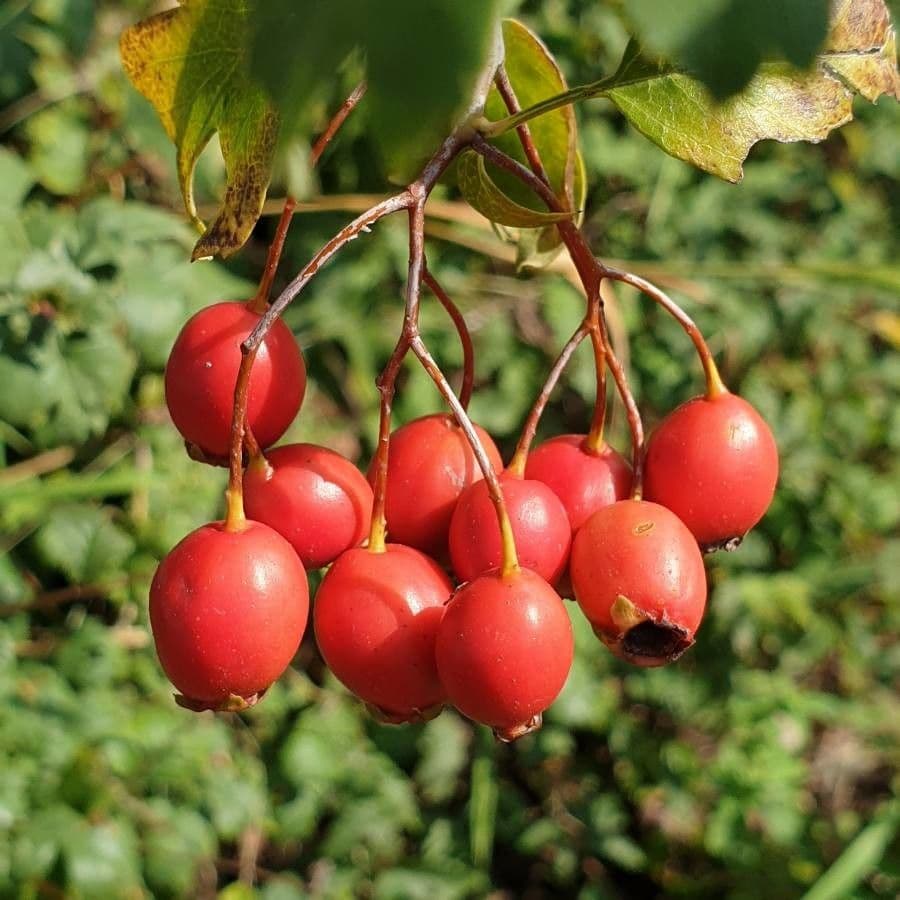 Rosa selvatica comune