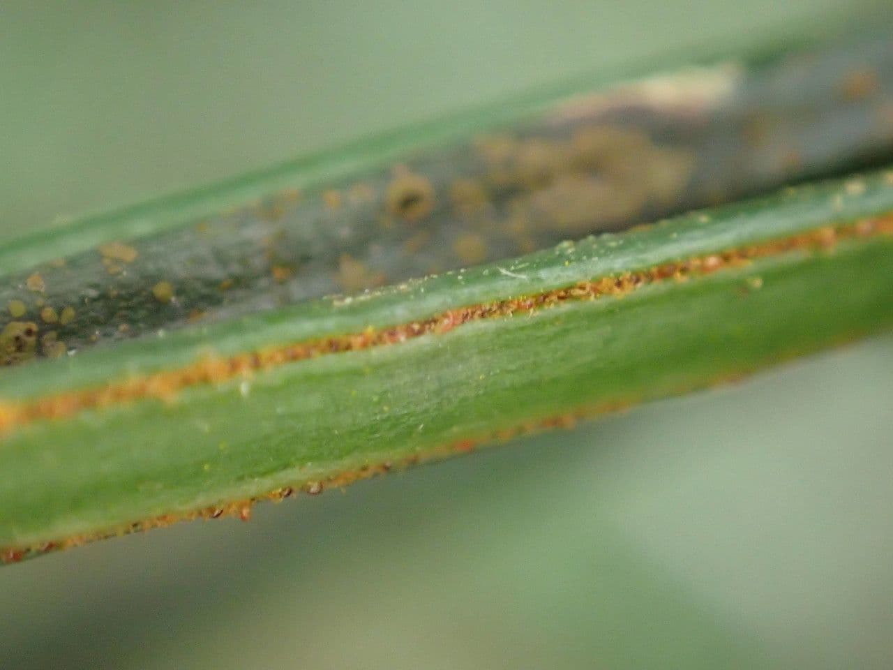 Vittaria