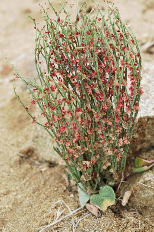 Eriogonum nidularium 8