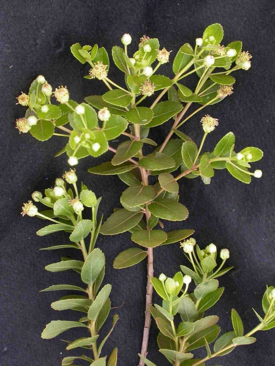 Baccharis