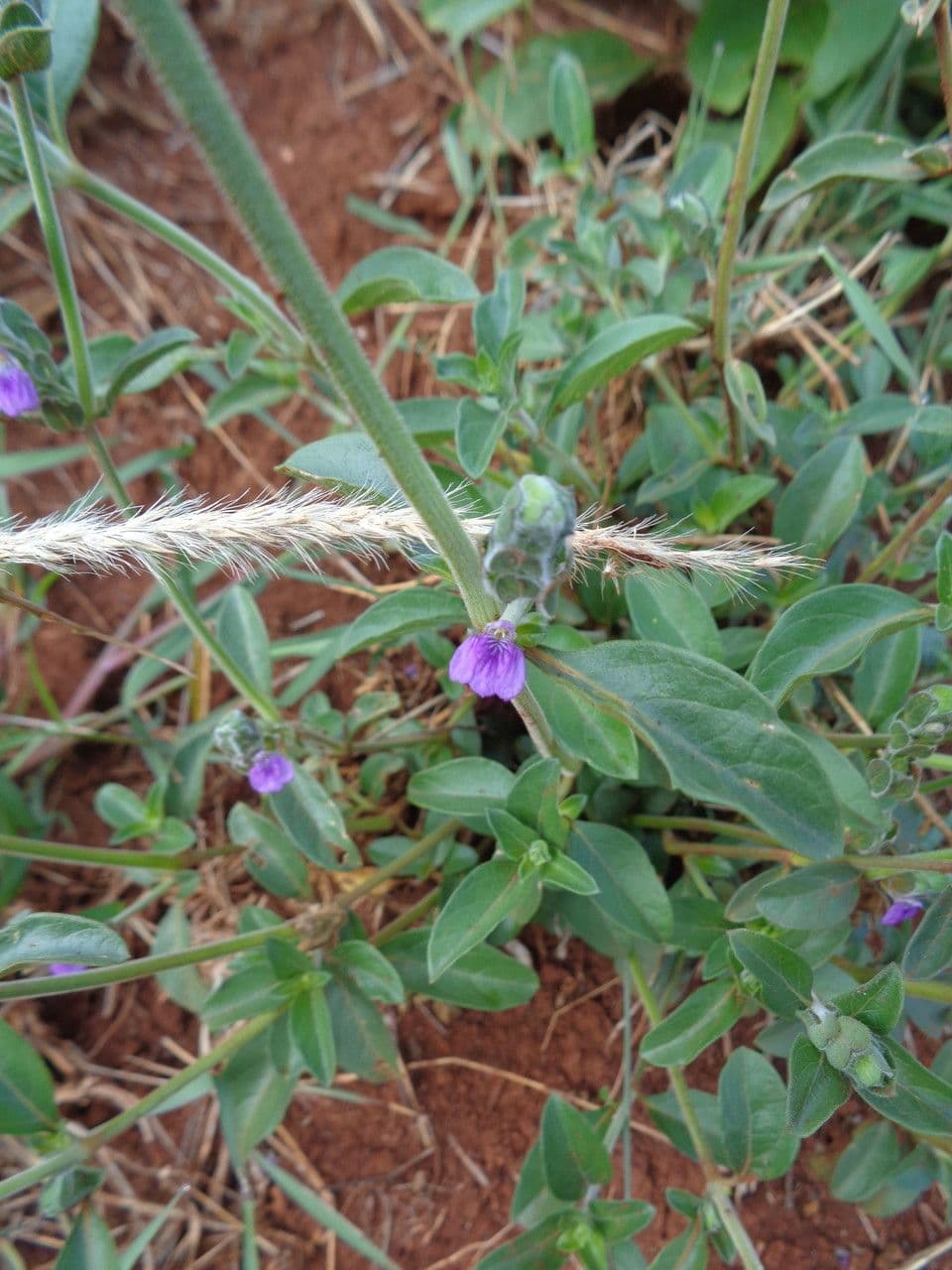 Akanthius diplopteroidny 17