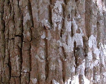 Sideroxylon 6