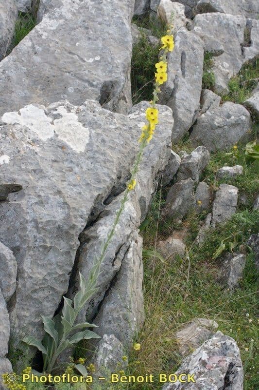 Verbasco a foglie rotonde 8