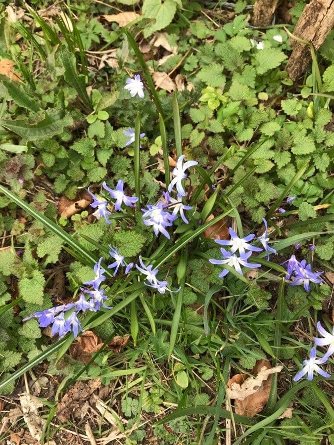 Scilla di Boissier 21