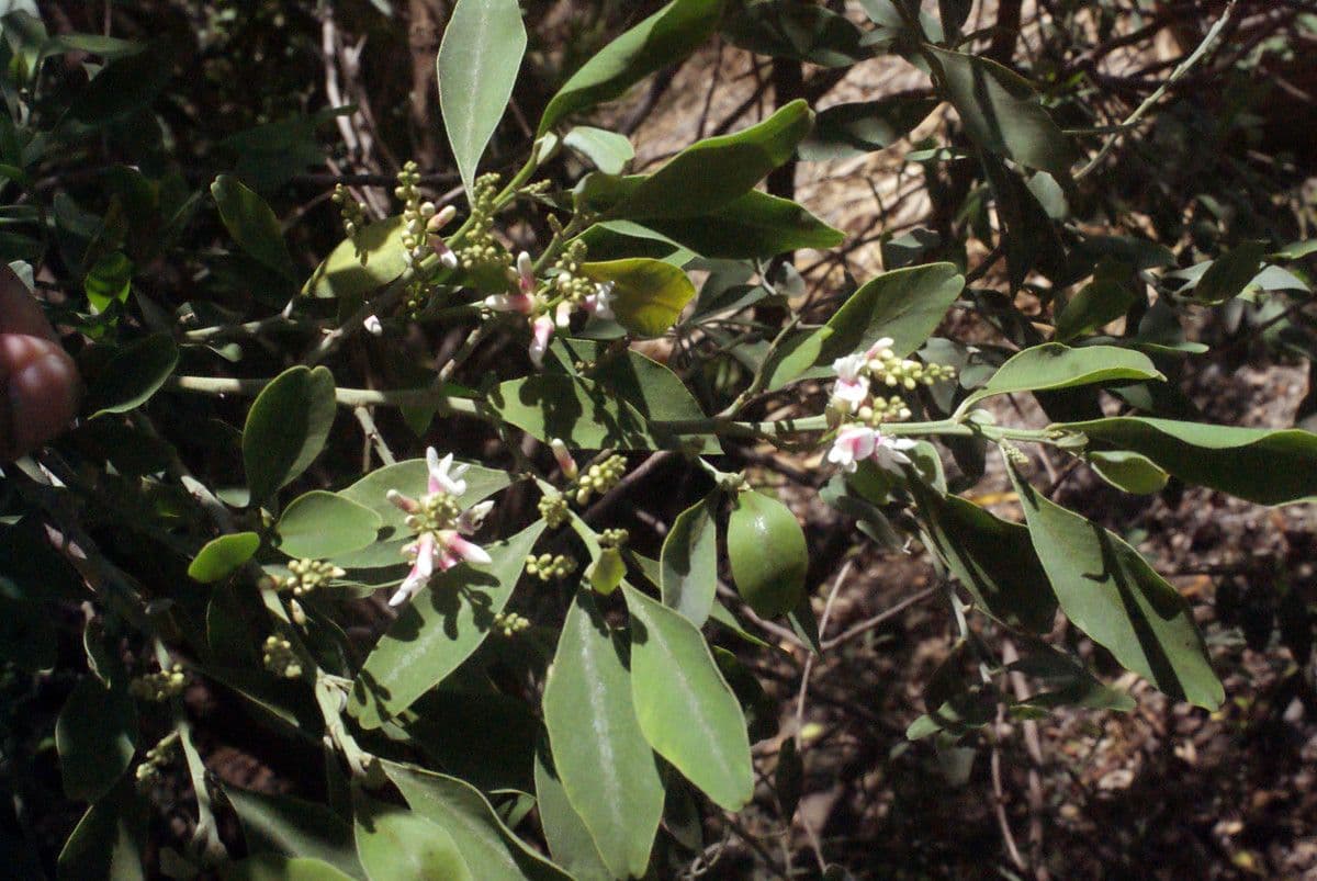 Indaco 12