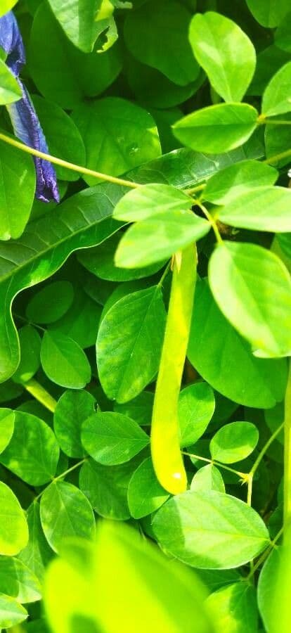 Clitoria ternatea 30