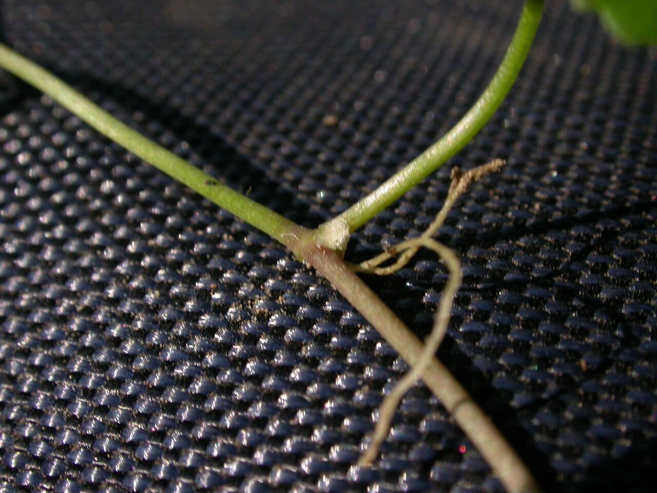 Hydrocotyle sibthorpioides 23
