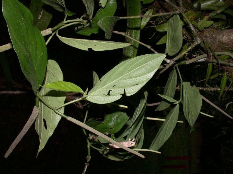 Pfeffer 10