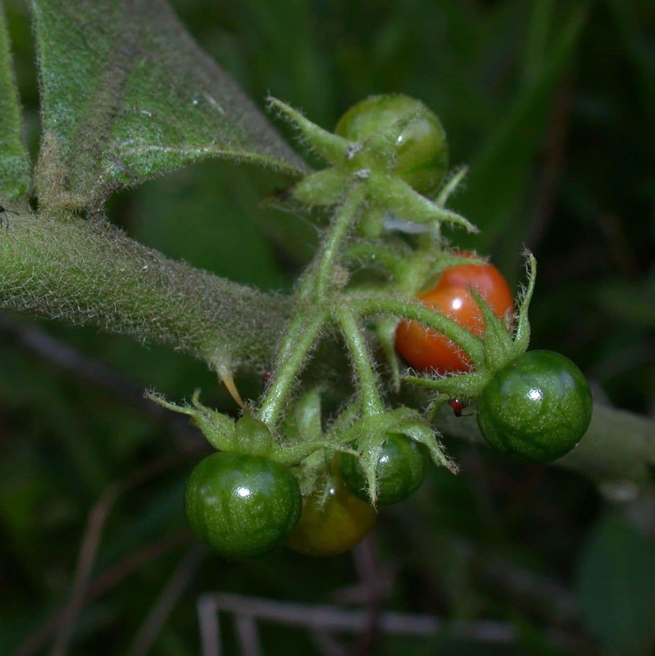Solano giamaicano 4