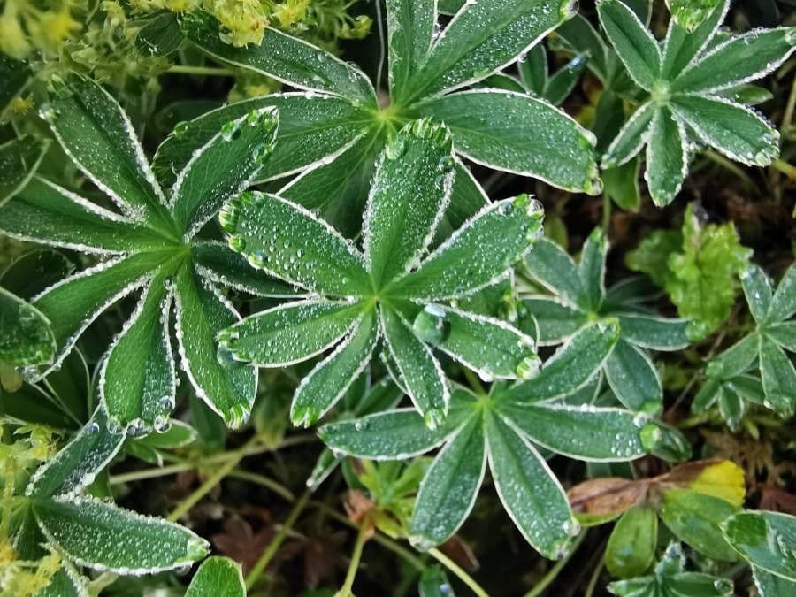 Alchemilla congiunta 14