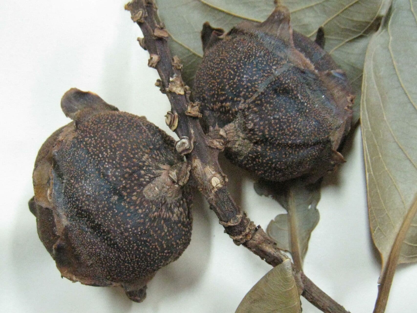 Eschweilera 5