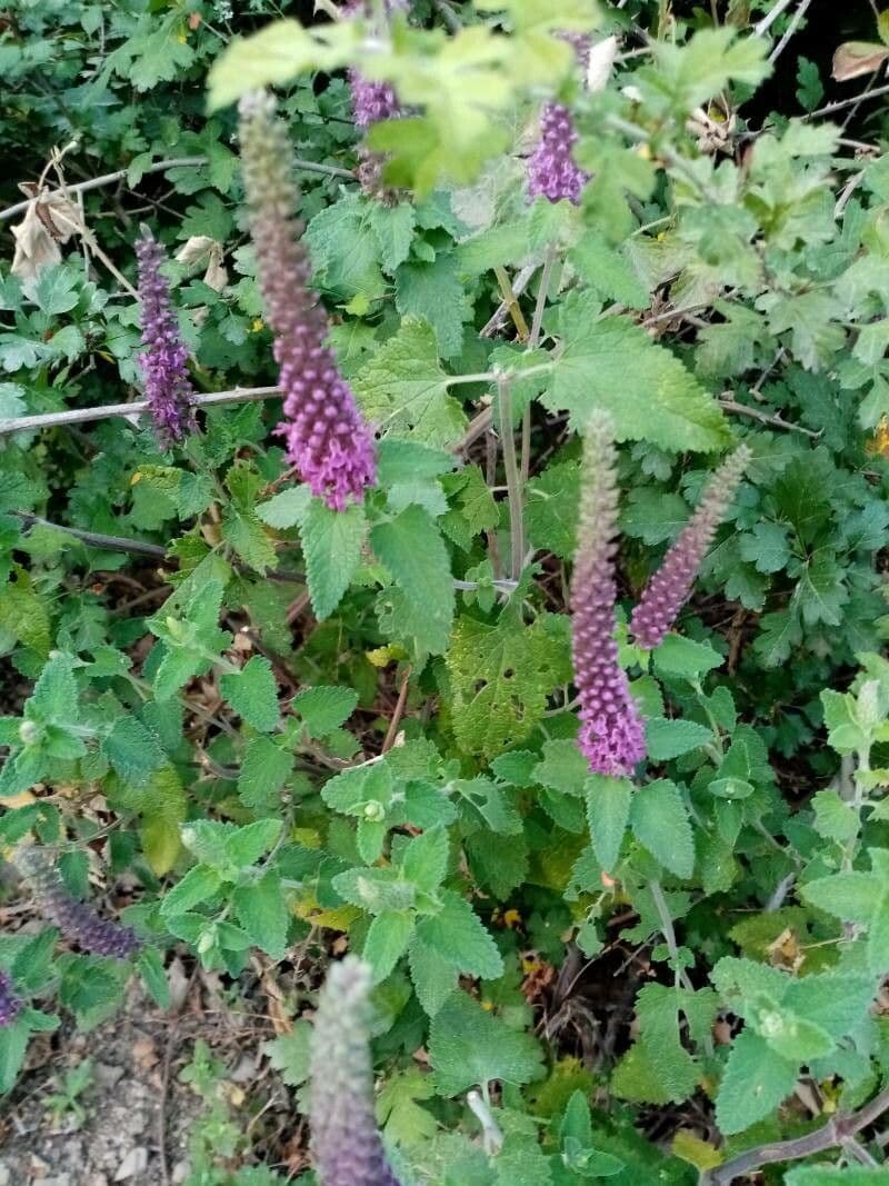 Teucrium hircanicum 3