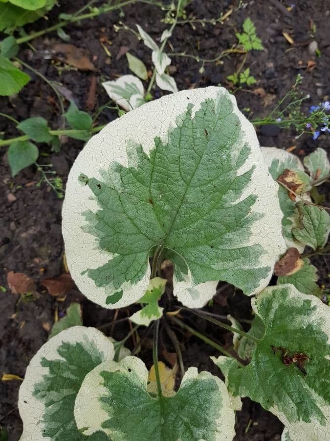 Brunnera macrophylla 17