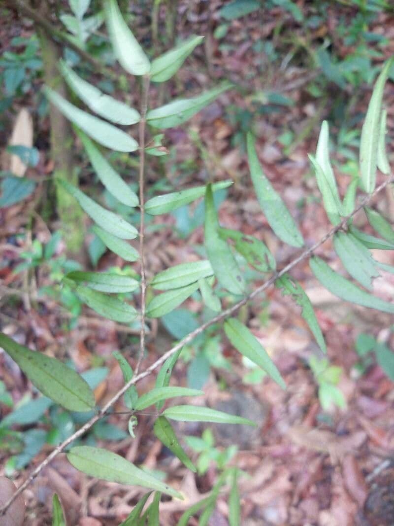 Myrcia 4
