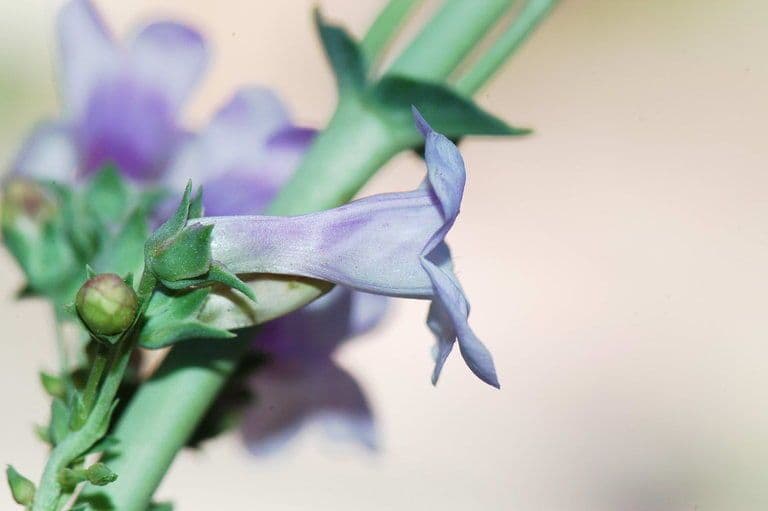 Penstemon 2