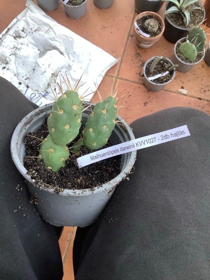 Maihueniopsis 8