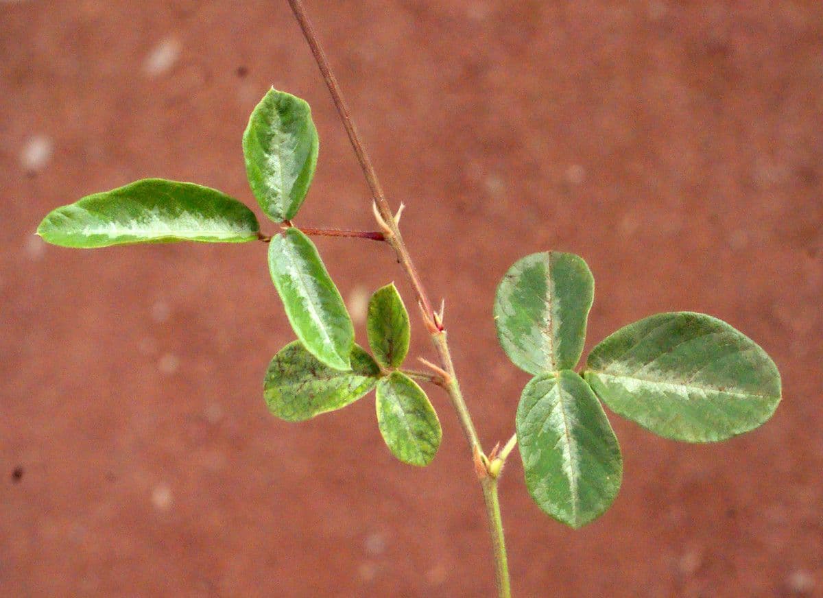 Desmodium 18