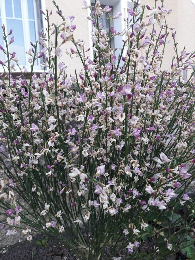 Ginestra cenerina 20