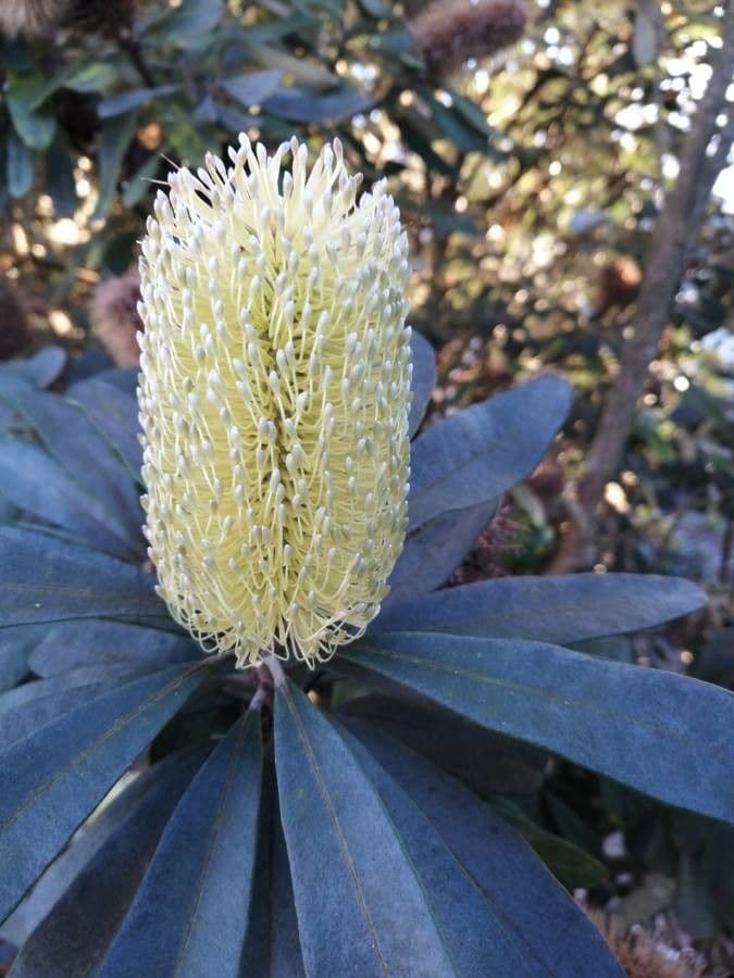 Banksia integrifolia 7
