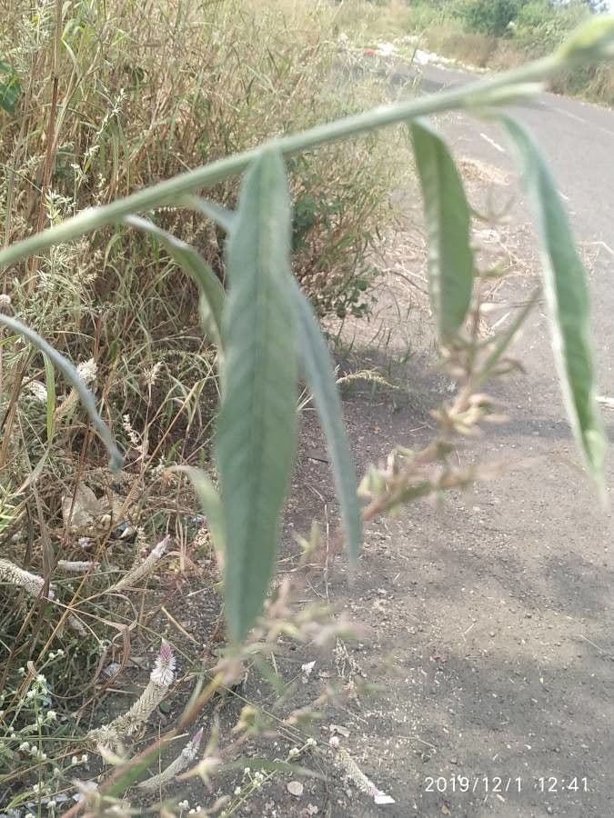 Crotalaria juncea 19