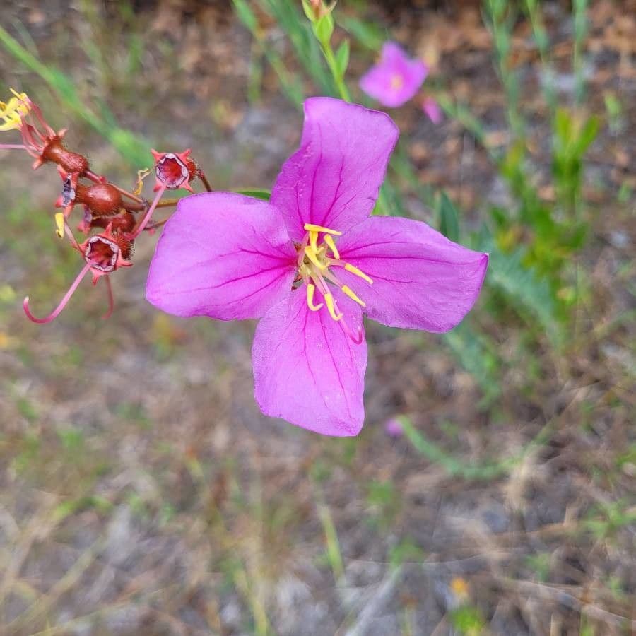 Rhexia alifana 6